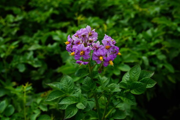 Potato flower in the field.
