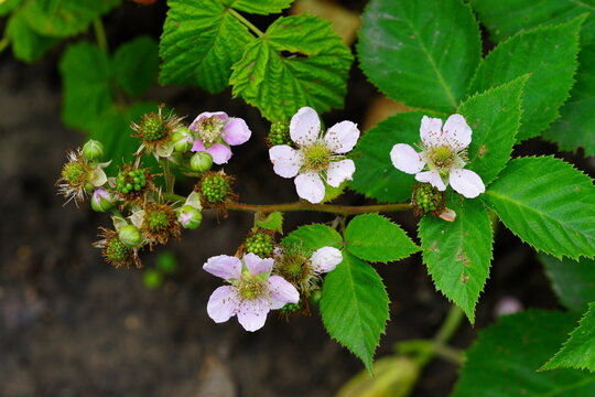 Blackberry Blossoms" Images  Browse 499 Stock Photos, Vectors, and Video |  Adobe Stock