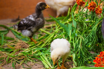 little chickens are walking on the grass.animals.chicken.