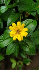 sphagneticola trilobata yellow flower in the garden