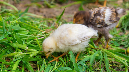 little chickens are walking on the grass.animals.chicken.