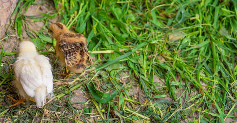 Fototapeta premium little chickens are walking on the grass.animals.chicken.