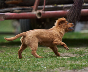 Naklejka premium Cute little brown dog playing in the grass