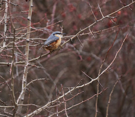 Juvenile nuthatch in a briar bush