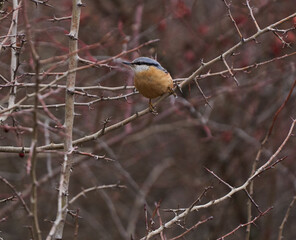 Juvenile nuthatch in a briar bush