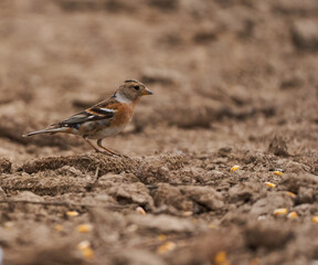 Brambling bird on the ground