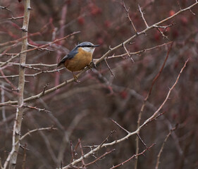 Juvenile nuthatch in a briar bush