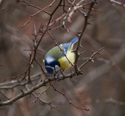 Blue tit in a briar bush