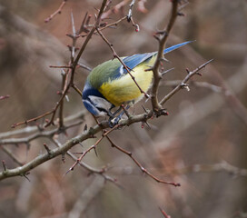 Blue tit in a briar bush
