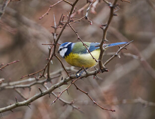 Blue tit in a briar bush