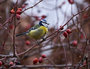 Blue tit in a briar bush