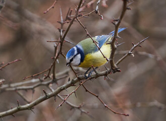 Blue tit in a briar bush