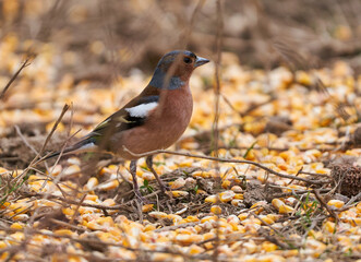 European chaffinch male on the ground