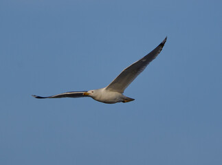 Seagull bird in flight