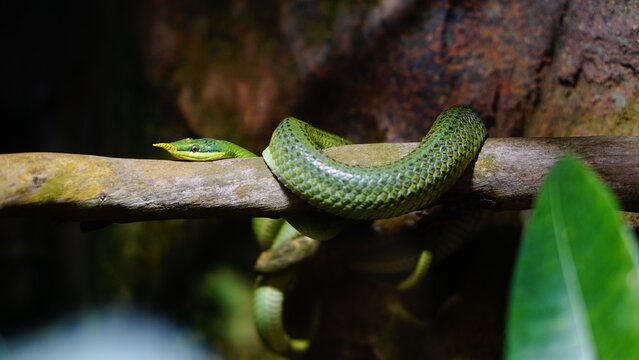 green snake on a branch