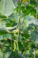 A garden of organic cucumbers in the backyard,cucumbers growing on bushes,cucumbers growing outdoors