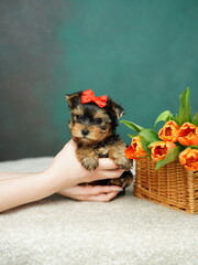 Yorkshire Terrier puppy sits in a wicker basket with orange tulips. Fluffy, cute dog with a red bow on its head on a green background. Cute pets