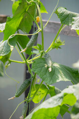 A garden of organic cucumbers in the backyard,cucumbers growing on bushes,cucumbers growing outdoors