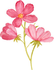 Watercolor pink cosmos flower