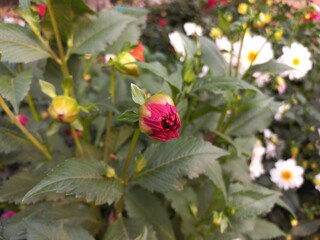Red Bud Dalia Flower in the garden,Red bud Dahlia Flower in the man's hand,blooming red branch in flower garden,Dahlia plants are a genus of bushy plants.There are also sunflowers,daisies and chrysant