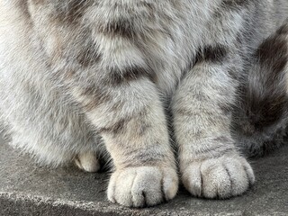 Furry cat's paws