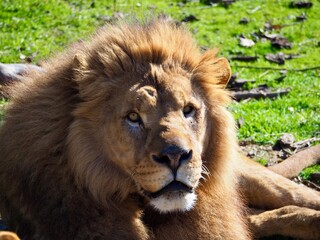 lion et lionne