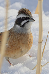 A male Meadow Bunting (Emberiza cioides) on the snow, Honshu, Japan.