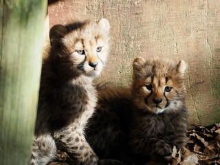 Obraz premium OLYMPUS DIGITAL CAMERA