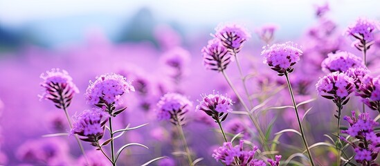 Vibrant Purple Flowers Blooming in a Lush Meadow Under the Warm Sunlight