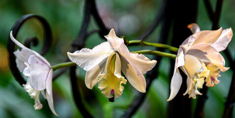 Orchidées © alain