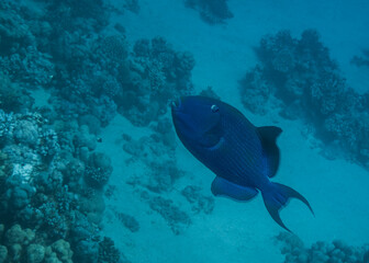 Fototapeta na wymiar blue triggerfish swimming in the depth during freediving
