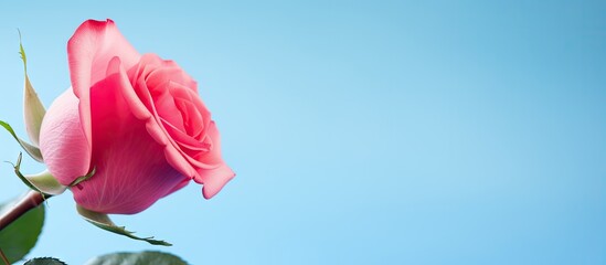 Vibrant Pink Rose Blossom Standing Out in a Serene Blue Sky Background