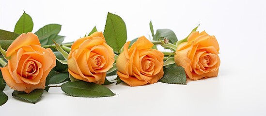 Vibrant Orange Rose Flowers Blossoming on Clean White Background