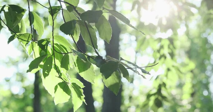 Tender green leaves in morning fresh forest in rising sun rays. Sunlight beams shine through gentle breeze sway nature foliage. Vibrant tree leaves illuminate in sunshine. Natural delicate 4k footage
