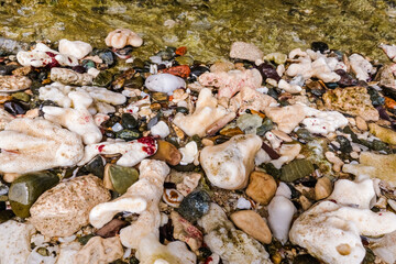 lot corals and stones at the beach from the red sea