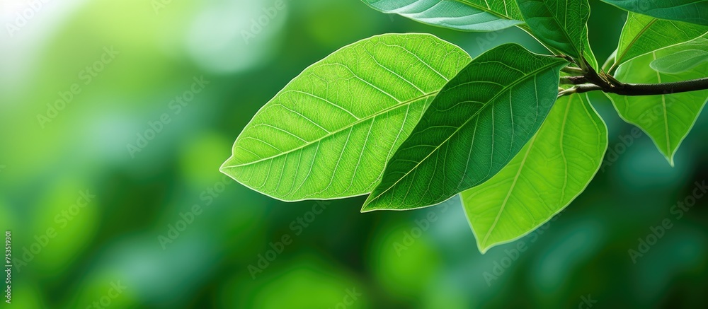 Poster serene green leaf illuminated by soft light against a dreamy blurred background