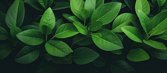 Vibrant Green Leaves Wallpaper Collection for Nature Lovers and Interior Designers - obrazy, fototapety, plakaty