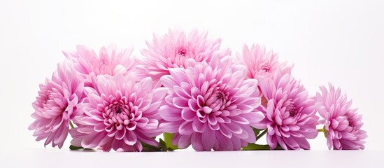 Elegant Pink Chrys Flowers Blooming Vibrantly on Pure White Background