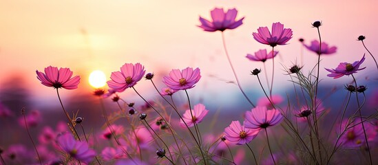 Serene Sunset Over a Meadow of Blooming Pink Flowers in a Scenic Countryside Landscape