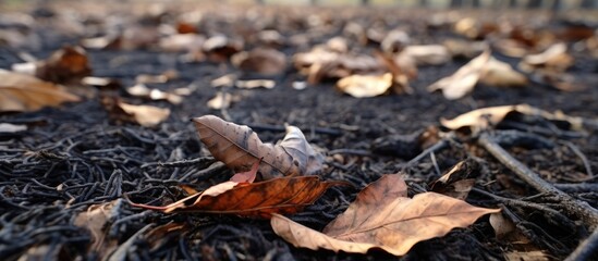 Autumnal Solitude: A Vibrant Leaf Rests Peacefully on the Tranquil Forest Floor