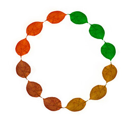 red, yellow, brown, green dry, dried  leaves in the round, form.  isolated on white background. Colorful. circle frame. seasonal backdrop. 4 four seasons - winter, spring,  summer, autumn, fall.