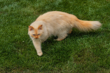 Naklejka na ściany i meble Fluffy ginger cat turning around on grass