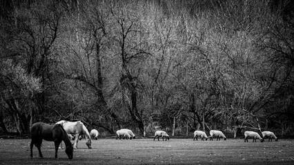 sheep herd in the field