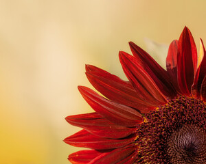 Detail of a fiery red sunflower 