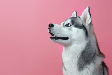Enchanting Siberian Husky with Striking Blue Eyes Over Dual Tone - Generative AI
