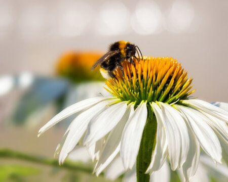 Bumblebee on a white coneflower 