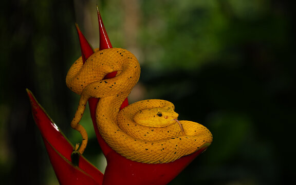 Greifschwanz-Lanzenotter, Bocaraca Comun