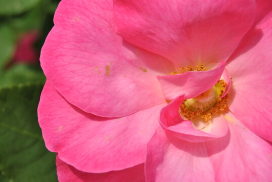 Rosa de cerca