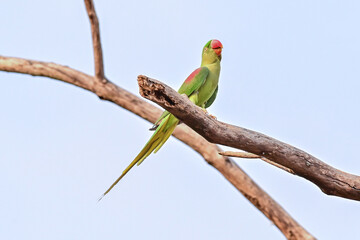 Psittacula eupatria . Alexandrine patakeet, Large Parakeet, birds nearing extinction on Dipterocarpus alatus roxb, in Nonthaburi, Thailand
