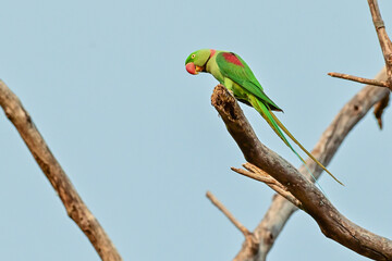 Psittacula eupatria . Alexandrine patakeet, Large Parakeet, birds nearing extinction on Dipterocarpus alatus roxb, in Nonthaburi, Thailand
